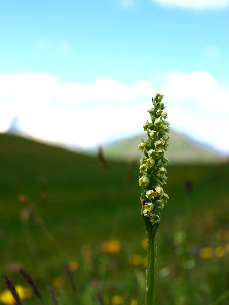 Pseudorchis albida dal Passo Giau